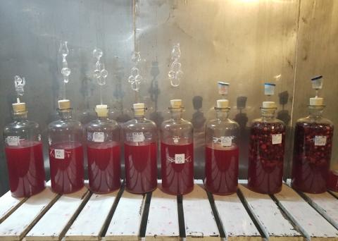 vinho de acerola
